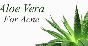 How Does Aloe Vera Help Acne
