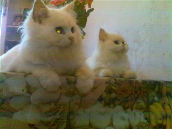 White male persian cat Photos
