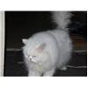 2 PURE PERSIAN MALE CATS FOR SALE!!!!