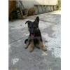 GSD female pup for sale URGENTLY ! 