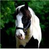 White And Black Gypsy Vanner