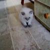 Cute Persian Male Kitten