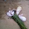 Beautiful rabbits for sell