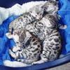 cute	Bengal kittens for sale