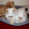 Pure Peke Faced Persian and Himilaya Kittens