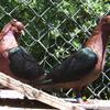 arch angel pigeons pair for sale