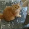 persian triple coat fur ball, punch face available for adoption@2500