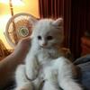 kitten for sale ! urgent