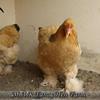 Columbian Buff Brahma Heavy Hen And Chicks For Sale