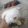 2 tripple cotted white semi punch kitten for sale