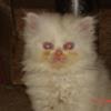 Pure persian Xtrem punch face male kitten for sale