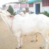 COW FOR SALES