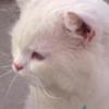 Persian male cat for urgent sale