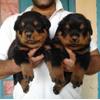 pedigree and imported blood line rottweiler pup for sale champion quality