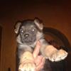 superb quality 1 month old german shepherd puppies for sale