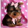 pedigree yorkshire terrier puppies for sale first time in pakistan