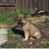alsatian female one month pup for sale