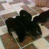 Doubble coated A Class German Shepherd Puppies for sale