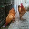 Buff Cochin for sale today urgent