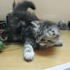 blackish grey persian kitten for sale! 03212220241