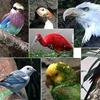 All types of birds