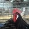 Black minorca cock for sale