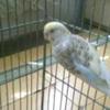 I want to sell budgies for sales