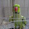 Beutiful Talking Parrot for sale