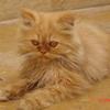 Persian punch face male kitten for sale