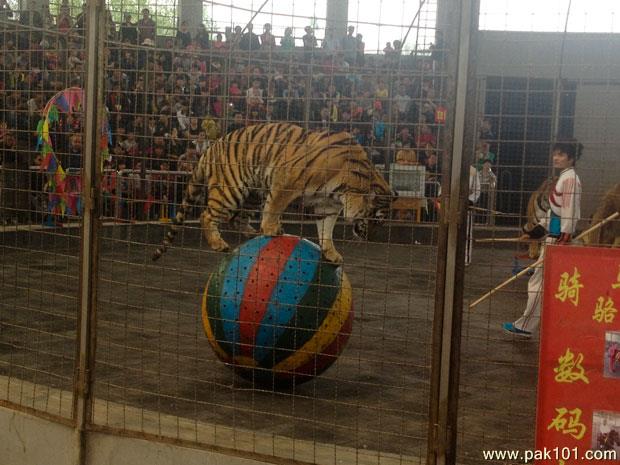 Should animals be used for entertainment? General Talks