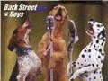 Bark street boys