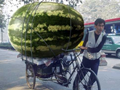 biggest melon at cycle
