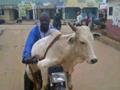 Super Idea To Carry Cow on Bike