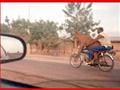 cow on bike