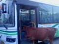 cow on bus