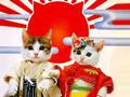 Japanese kittens