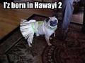 Born in Hawaii
