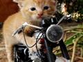 Cat Bike Racing