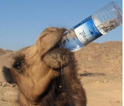 Camel In Water