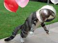 Cat Enjoys With Balloons