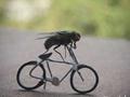 Ant at cycle