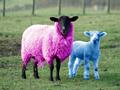 funny sheep customs