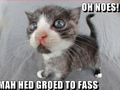 Lolcat funny picture