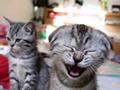 Very Funny Cats 