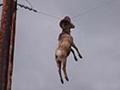 funny goat picture on the wire