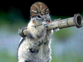 Animals_with_guns_funny