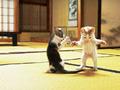 Kungfu Cats - Funny Animals