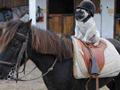 Horse Rider Dog