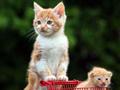 funny cat with baby