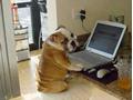 funny dog used laptop